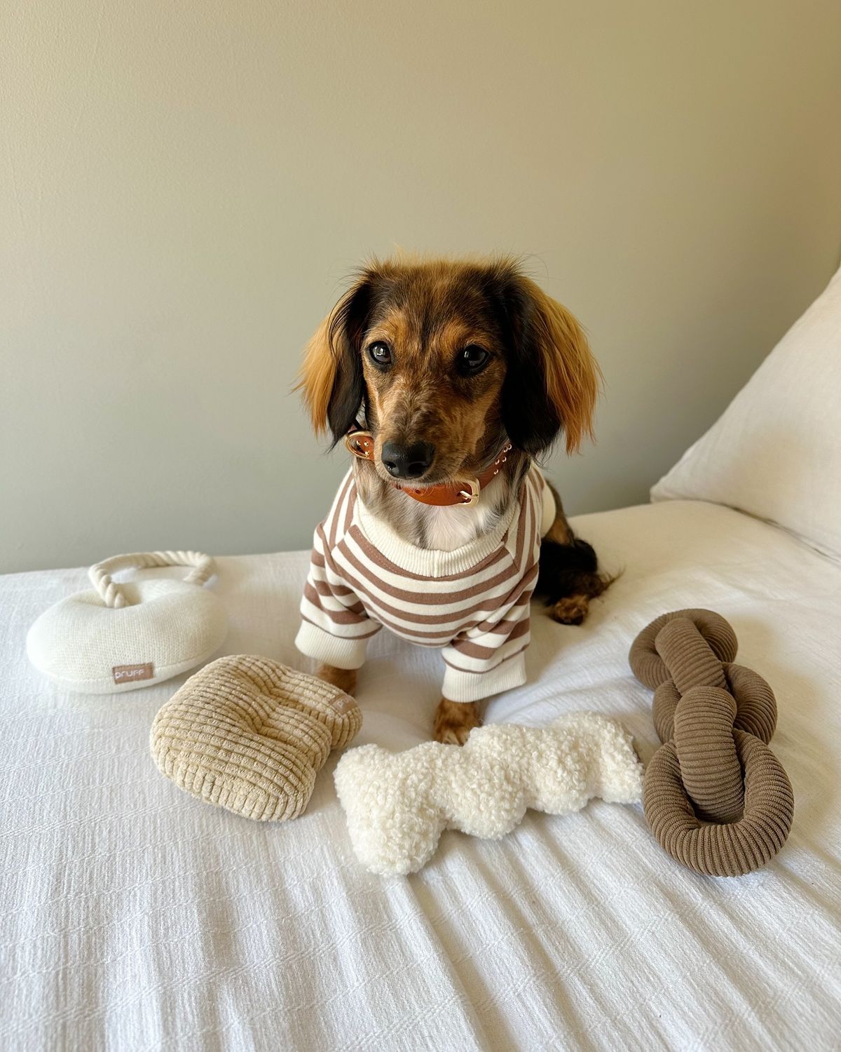 Comfortable everyday spaces for pets