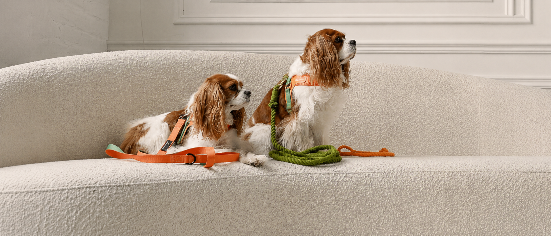Everyday walking essentials for pets