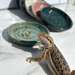 Ceramic Reptile Bowl: Shallow Lizard Dish, Food & Water