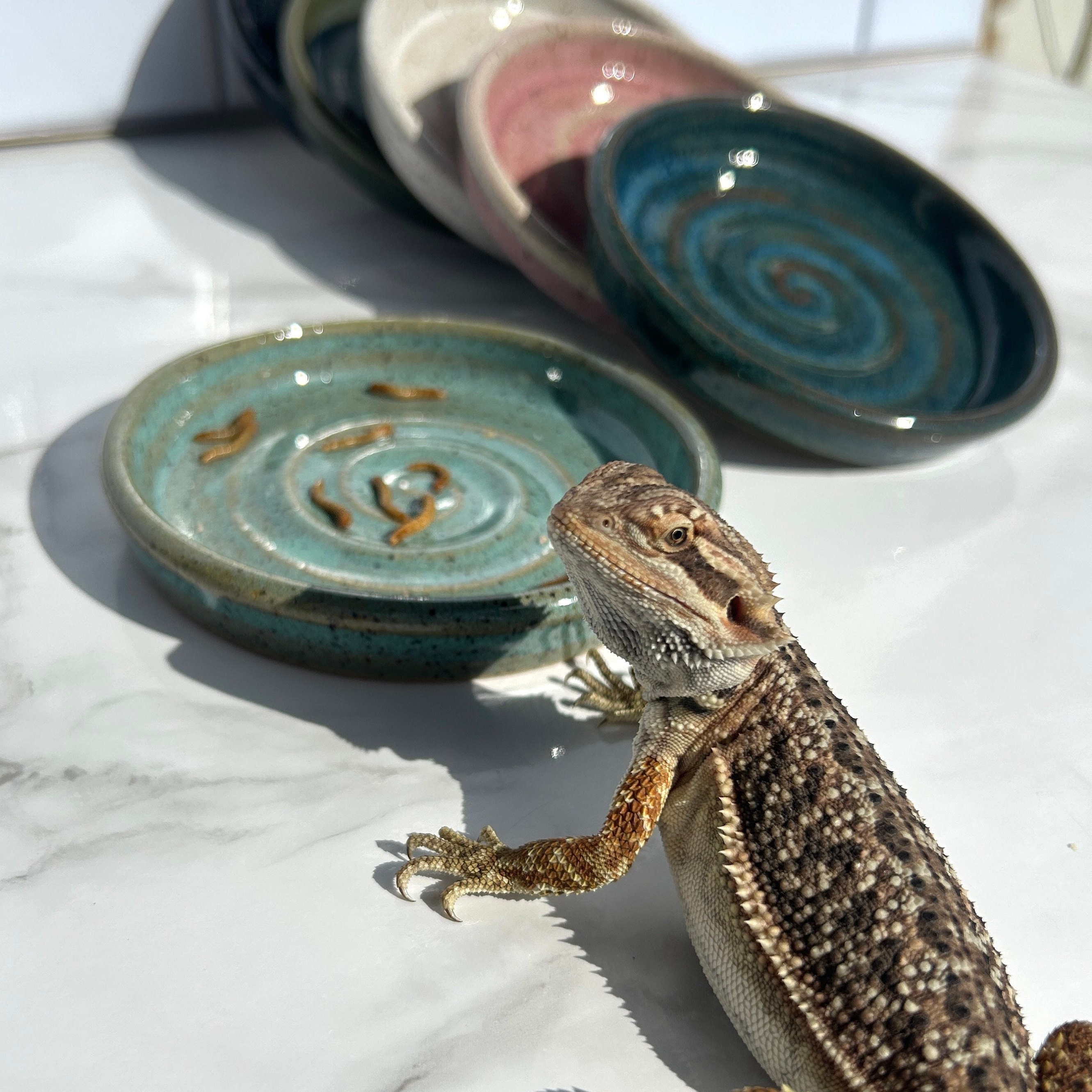 Ceramic Reptile Bowl: Shallow Lizard Dish, Food & Water